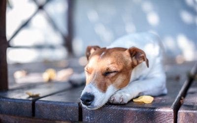 Make Your Deck Safe for Children and Pets