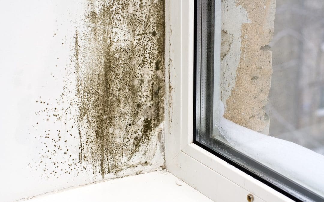5 Signs of Mold in the Home